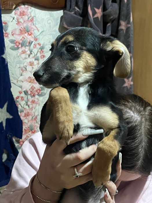 отдаю щенят в добрые руки