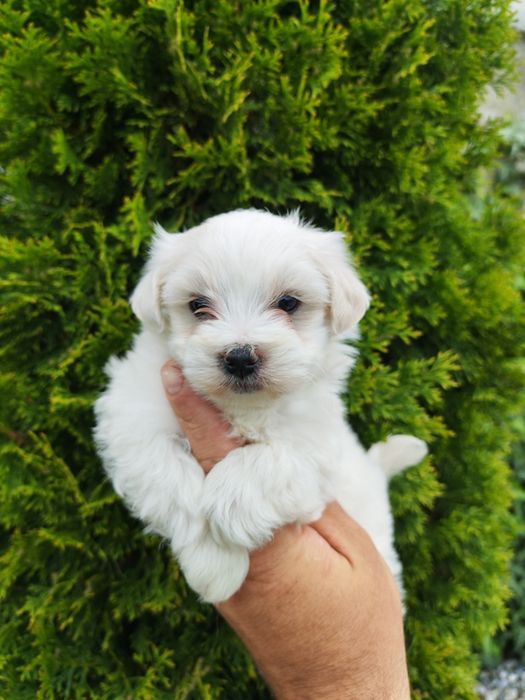 Băiețel bichon maltez mini toy alb