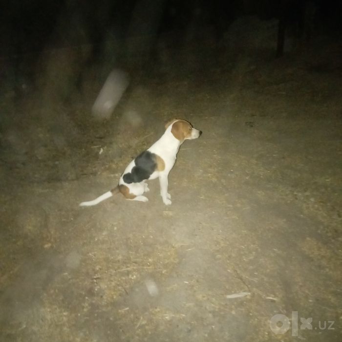 Сабака смесь бигаль 400.000