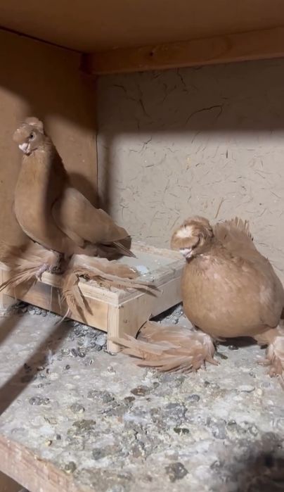 в продаже пара жёлтых хорошие