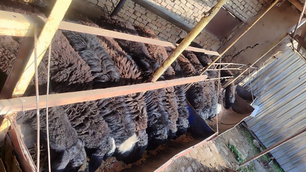 Qoʻylar qurbonlikka