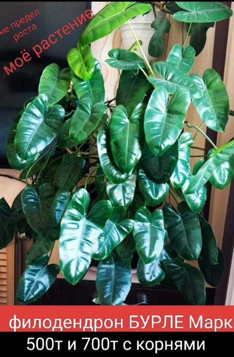 Продам красивый цветок