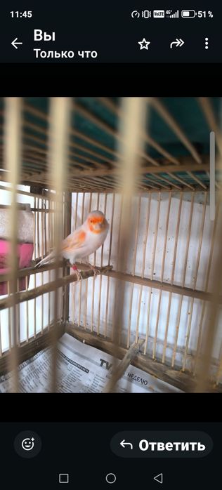 Продам птицу певчую