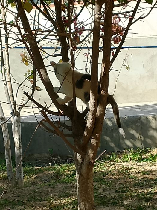 отдам котенка добрым людям