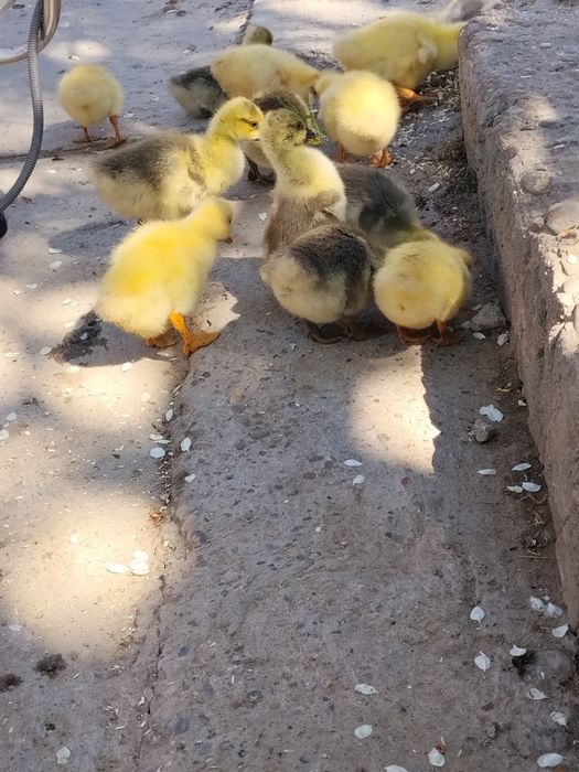 Bobocii de vânzare