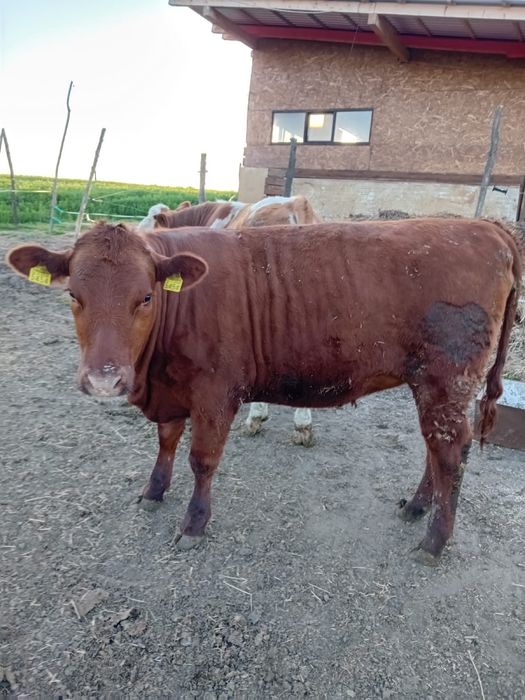 Vand Tauras baltat si vitea angus