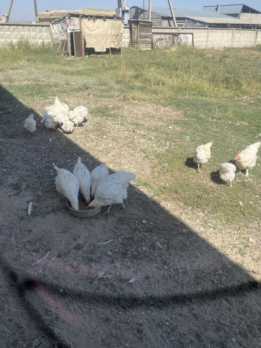 Тауыктар лехгорн