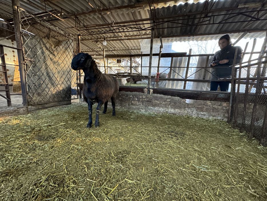 Продаётся кучкар(ягнёнок)