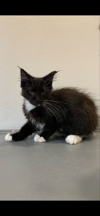 Котенок мейнкун с родословной