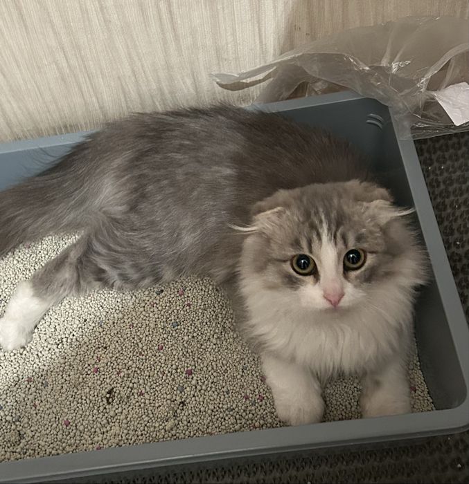 Продам пушистого шотландского кота