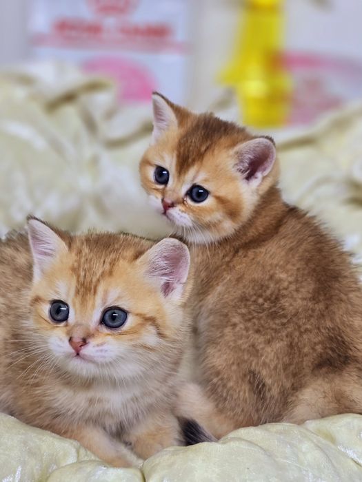 Котик и кошечка британские
