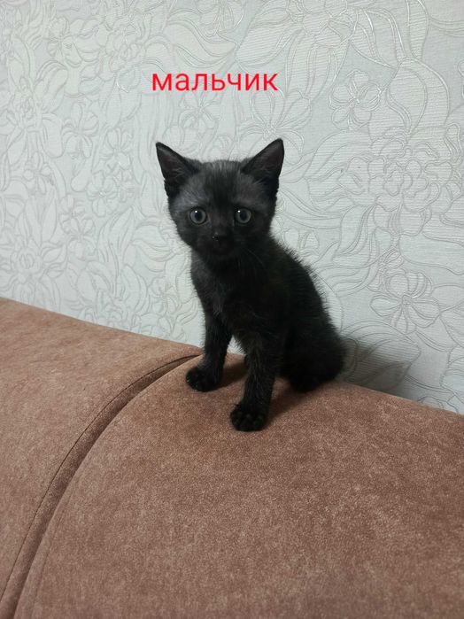 Отдам котят в добрые руки