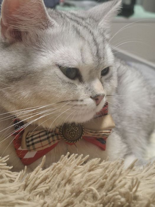 Mushuk sotiladi oʻgʻil bola mushuk