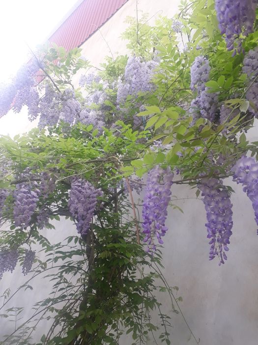 Глициния,штамбовой глициния.