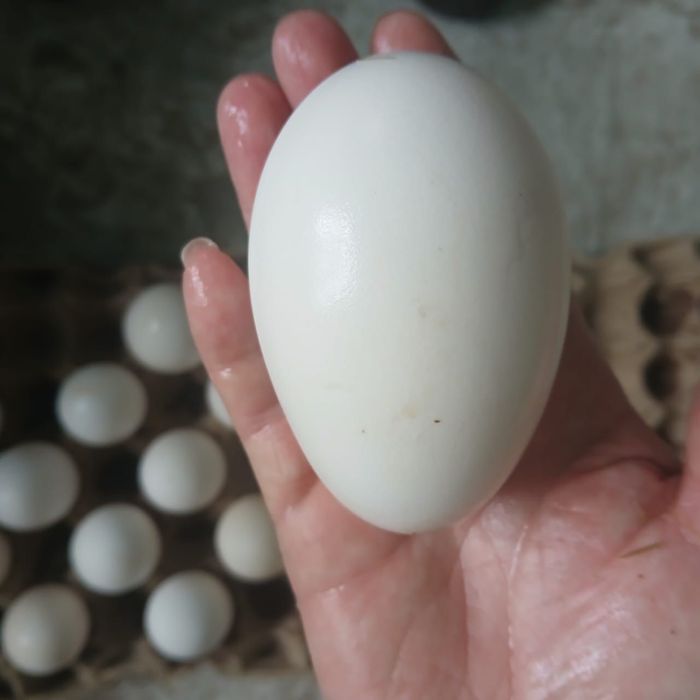 Продаются индюшиний