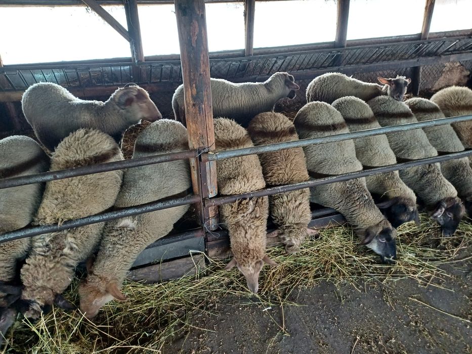 Mielute tigaie ruginie