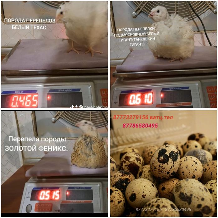 цыплята перепелов