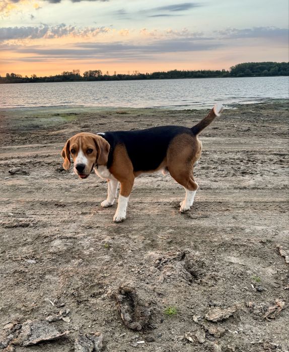 Vand mascul Beagle cu Pedigree