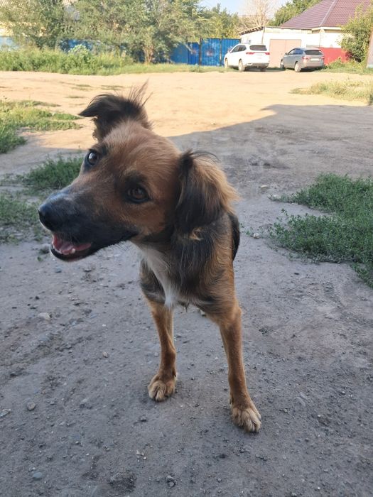 Кому нужен звоночик ,собачка