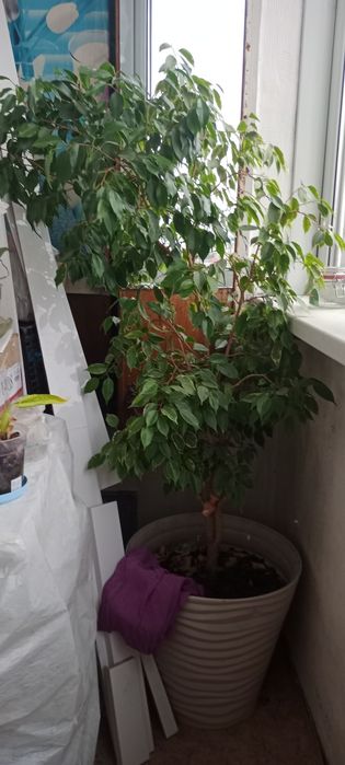 Продам комнатный цветок