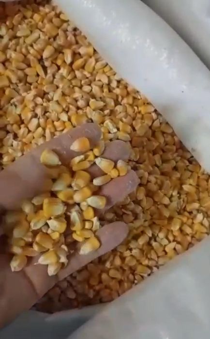 Кукуруза Оптом и в розницу
