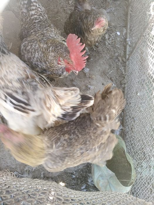 Brama xo'roz kulangi jojalar