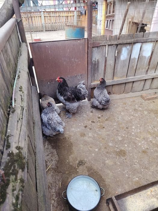 Ouă de brahma albastru și ouă de cochinchina pitic