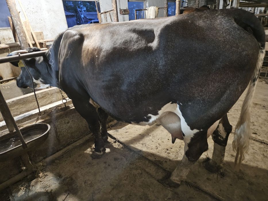 Vacă de vânzare metis belgian