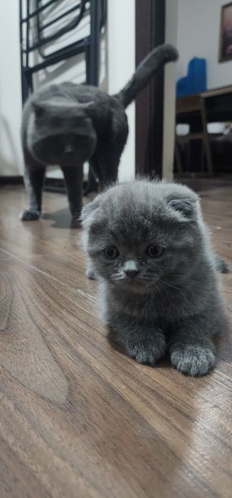 Mushuk Tozza zotli scottish mushuk bollari sotiladi bir yarim oylik. 1