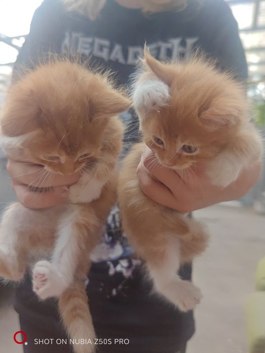 Котята Мейн Куна