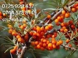 Coacaz rosu, coacaz negru,Agris, Catina, Arbusti fructiferi livrare RO