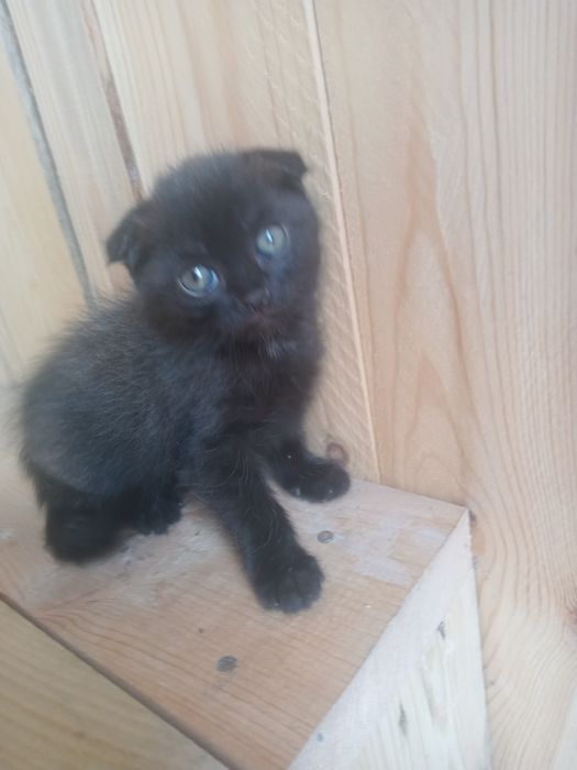 Продам вислоухого котенка