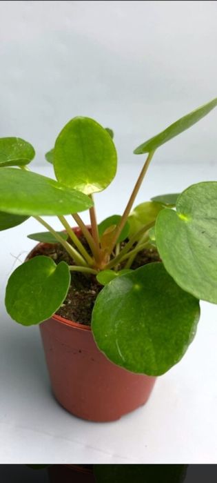 Цвете Пилея ( Pilea)