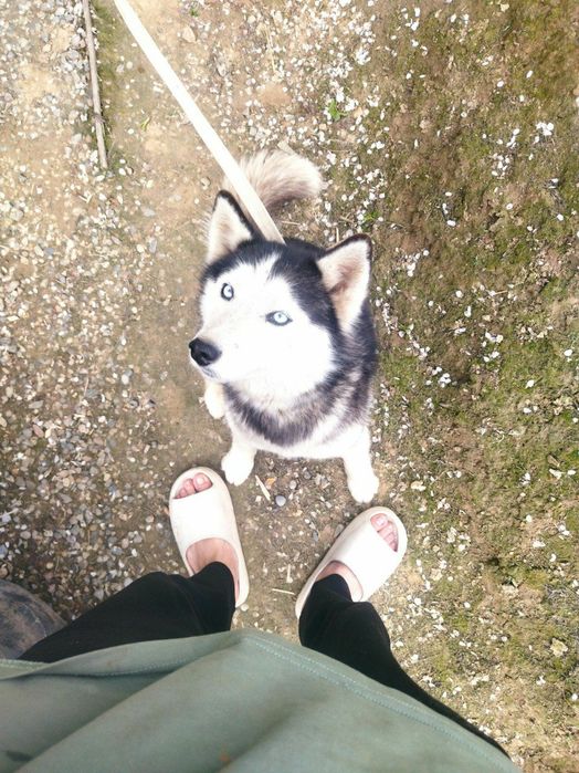 Sibir Haski it urgochi