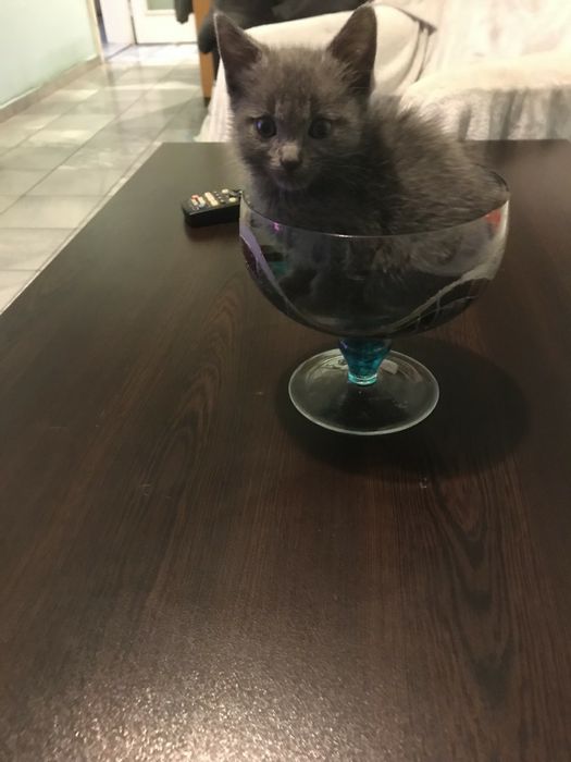 Пдарявам женско сиво коте