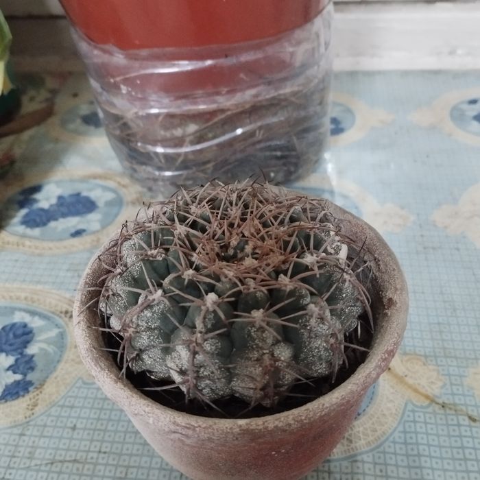 Кактусы разные .