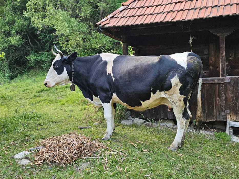 Vaci gestante de vânzare