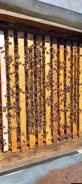 Vând 20 familii de albine