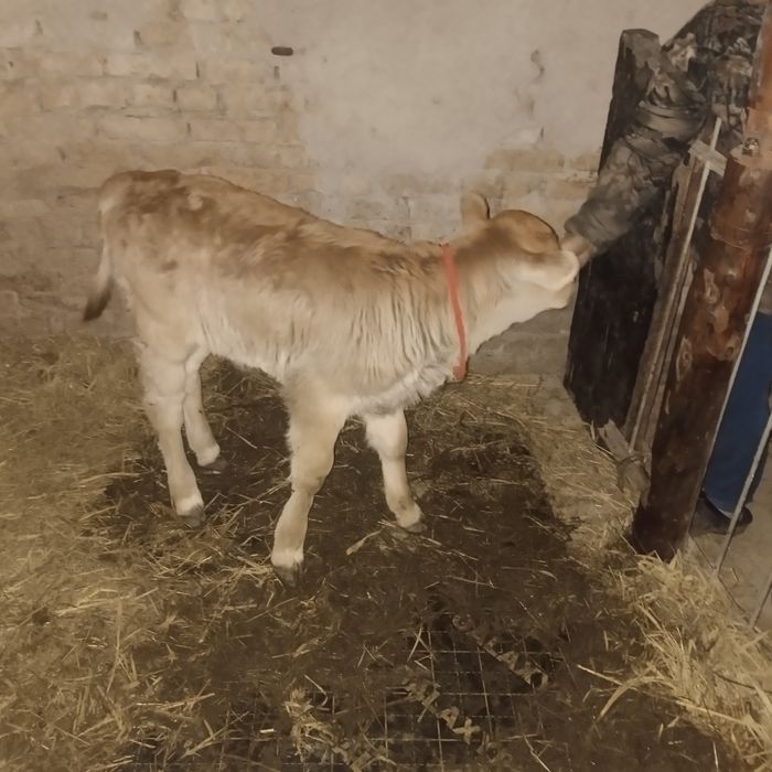 Продается тёлочка