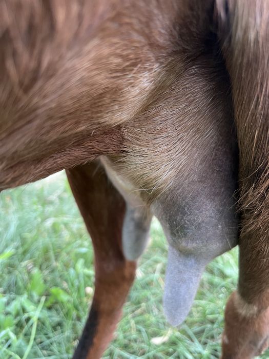 Козочка  англонубо-каморка