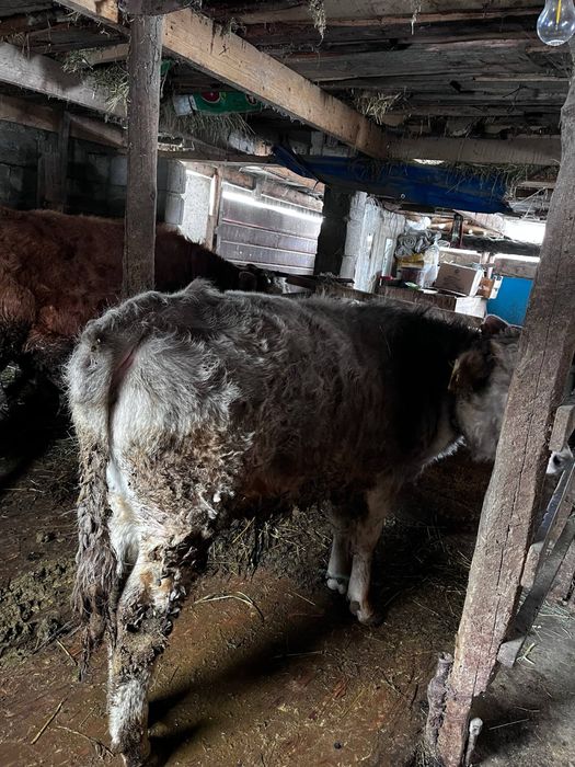 бұзау сатылады түрген ауылында