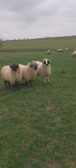 Berbeci de vânzare !