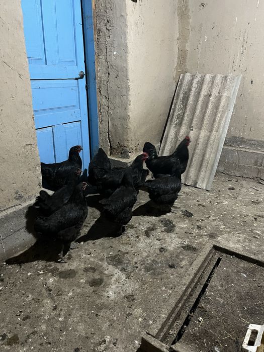 Джержинский гигант