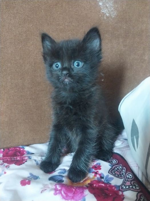 Отдам котят в хорошие руки