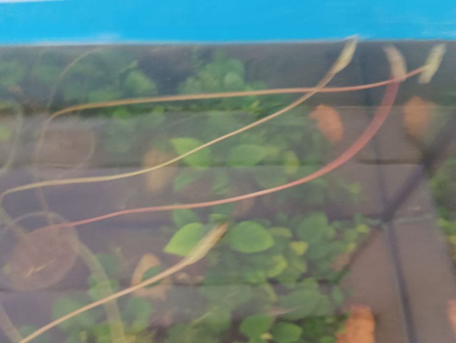 Семена лотоса...