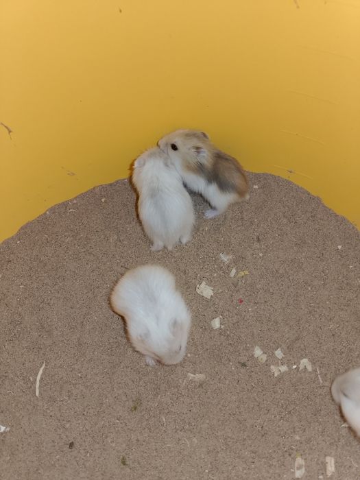 Джунгарский хомяк