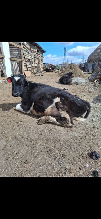 Продам двух бычков