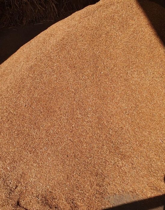 Sămânță de mături