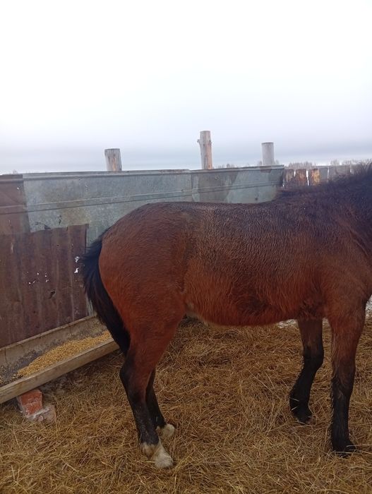 Лошади Байкал 3головы