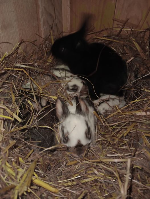 Femela fluture german cu 9 pui